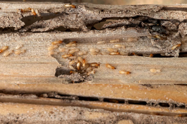 Best Local Pest Control Services  in Winston, OR